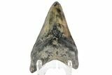 Juvenile Megalodon Tooth - South Carolina #169312-2